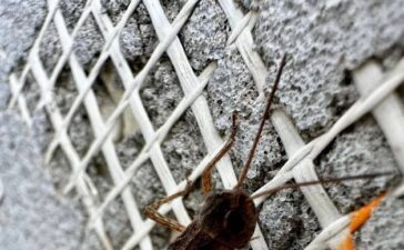 Із Запоріжжя на Дніпропетровщину: регіону загрожує нашестя сарани
