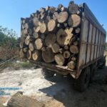 На Дніпропетровщині полюють на «чорних лісорубів»